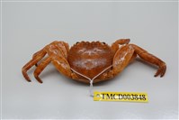 藏品(白紋方蟹)的圖片